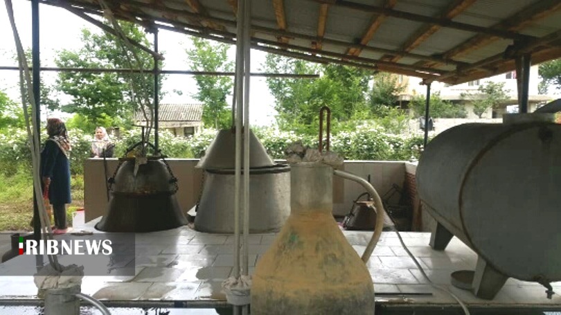 عطر گل و گلاب، در مشام اقتصاد دیار باران