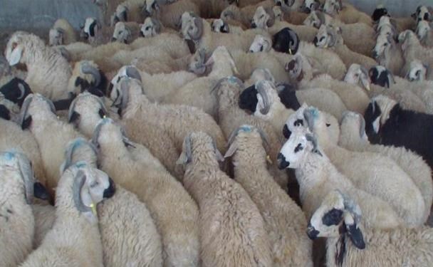کشف میلیاردی احشام قاچاق در نیشابور کشف میلیاردی احشام قاچاق در نیشابور