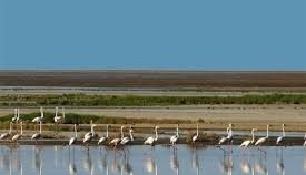 تأمین بیش از ۳۱ درصد حقابه تالاب بین المللی گاوخونی از سد رودشتین