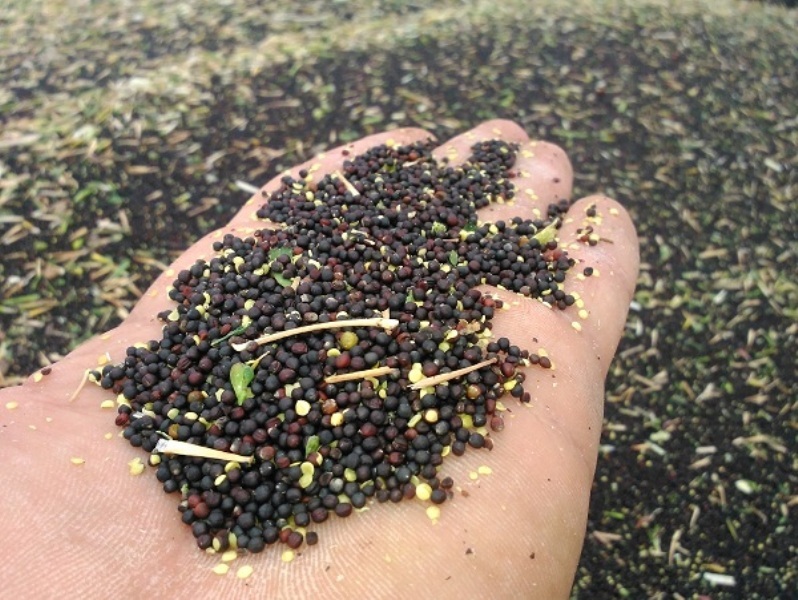 خرید ۱۸ هزار تن کلزا از کشاورزان فارس خرید ۱۸ هزار تن کلزا از کشاورزان فارس