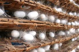 توزیع بیش از ۱۷ هزار جعبه تخم ابریشم