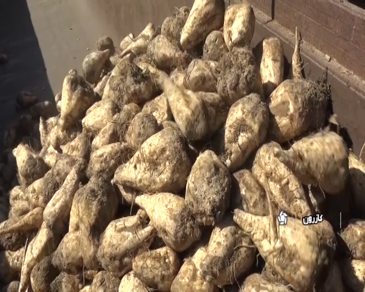 برداشت چغندر قند پائیزه در شهرستان کازرون برداشت چغندر قند پائیزه در شهرستان کازرون