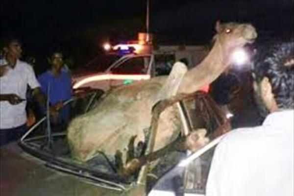 یک کشته براثر برخورد خودرو با شتر در جاسک