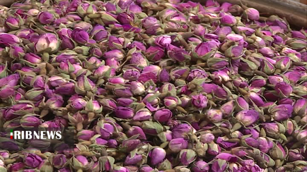 عطر گل محمدی در باغات ابهر عطر گل محمدی در باغات ابهر