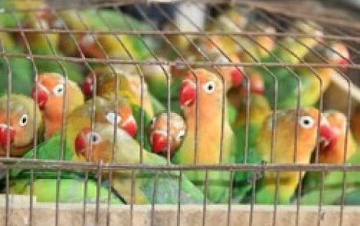 عروسهای هلندی به مقصد نرسیدند عروسهای هلندی به مقصد نرسیدند