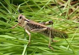 ملخهای تهران بیست روزه نابود میشود ملخهای تهران بیست روزه نابود میشود