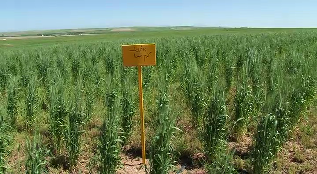 معرفی 17 رقم جدید محصول دیم در کشور معرفی 17 رقم جدید محصول دیم در کشور