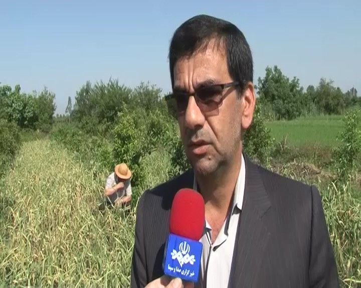 برداشت محصول سیر در مازندران