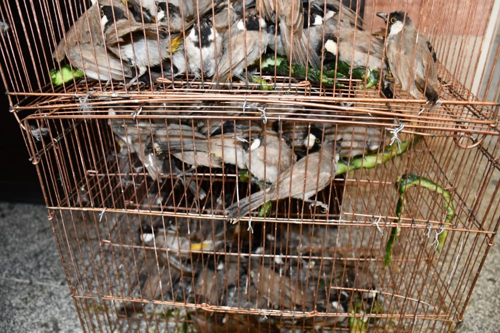 شکارچیان بلبل خرما در دام محیط بانان شکارچیان بلبل خرما در دام محیط بانان