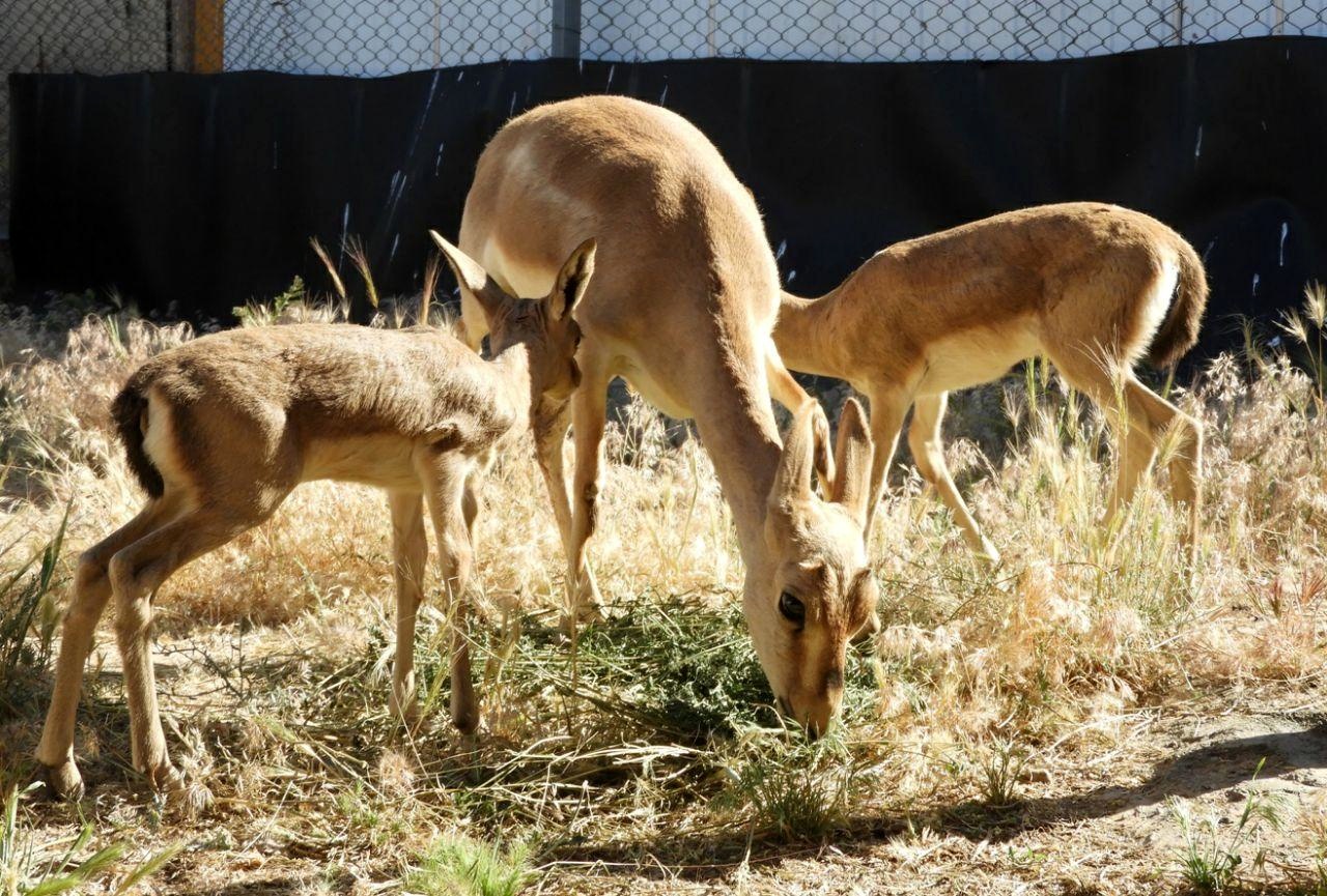 افزایش جمعیت آهوی ایرانی به ۳۵ راس افزایش جمعیت آهوی ایرانی به ۳۵ راس