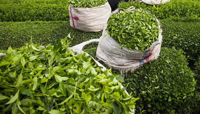 خرید ۷۳ هزار تن برگ سبز چای از چایکاران