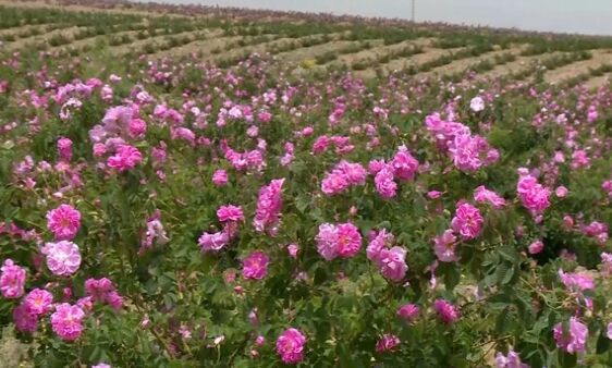برداشت 150 تن گل محمدی از گلستانهای بخش رخ برداشت 150 تن گل محمدی از گلستانهای بخش رخ