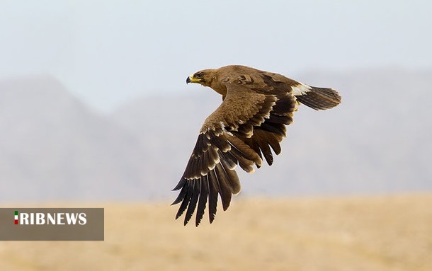تیمار و رها سازی دو پرنده زخمی در طبیعت دیواندره تیمار و رها سازی دو پرنده زخمی در طبیعت دیواندره