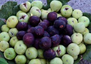 پیش بینی تولید ۷۵۰ تنی انجیر در گلوگاه