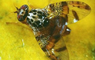 مگس میوه مهمان ناخوانده باغ های مازندران مگس میوه مهمان ناخوانده باغ های مازندران