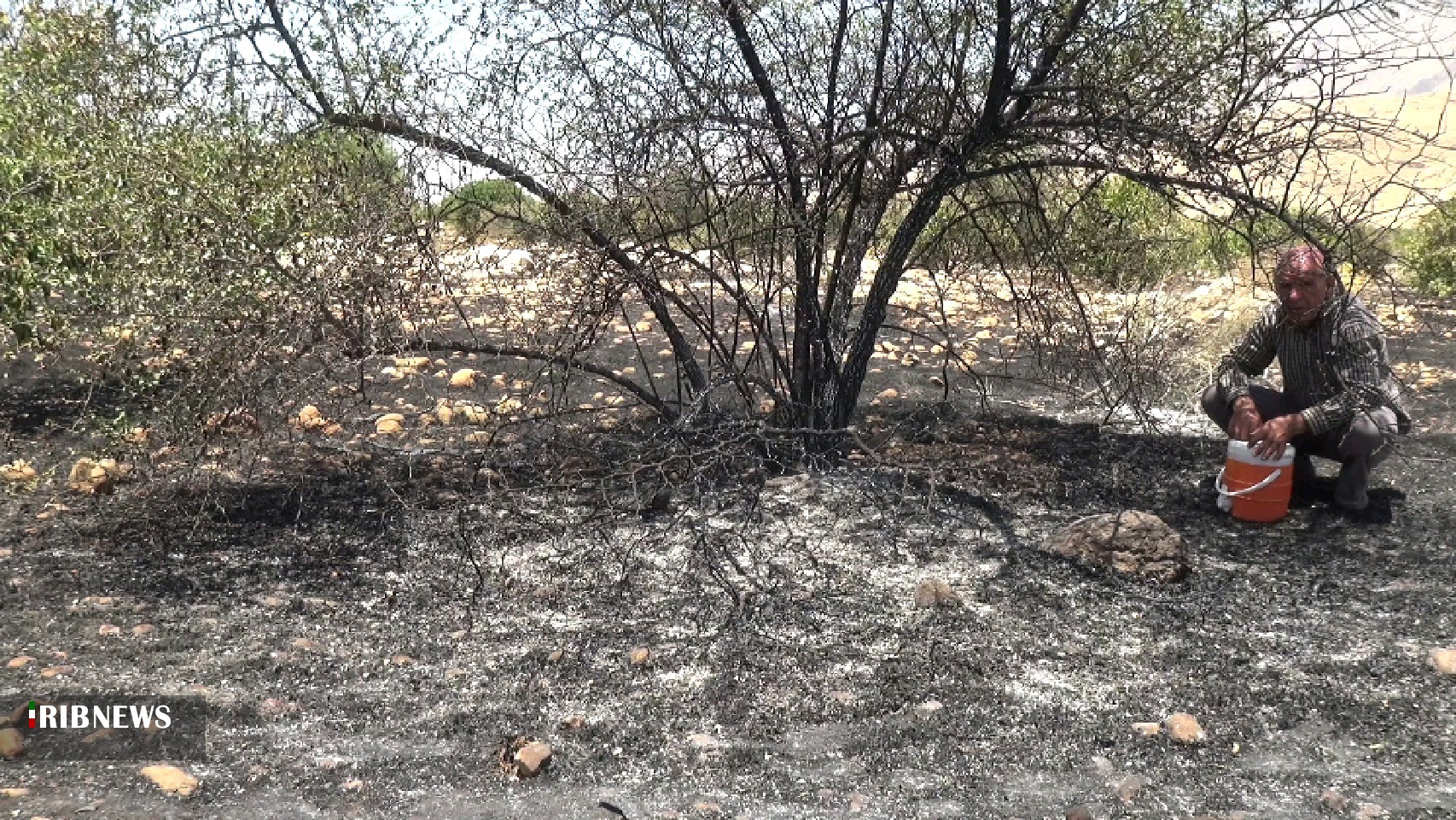 آتش سوزی درختان میوه در منطقه کِلِ جمشید بهمئی آتش سوزی درختان میوه در منطقه کِلِ جمشید بهمئی