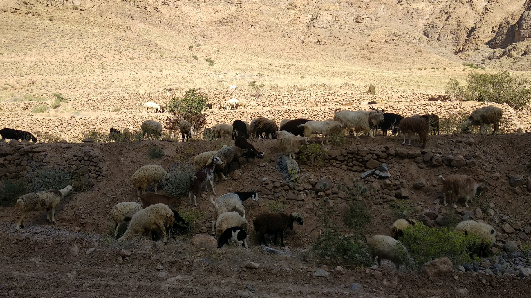 حمله گرگ های گرسنه به گوسفندان حمله گرگ های گرسنه به گوسفندان
