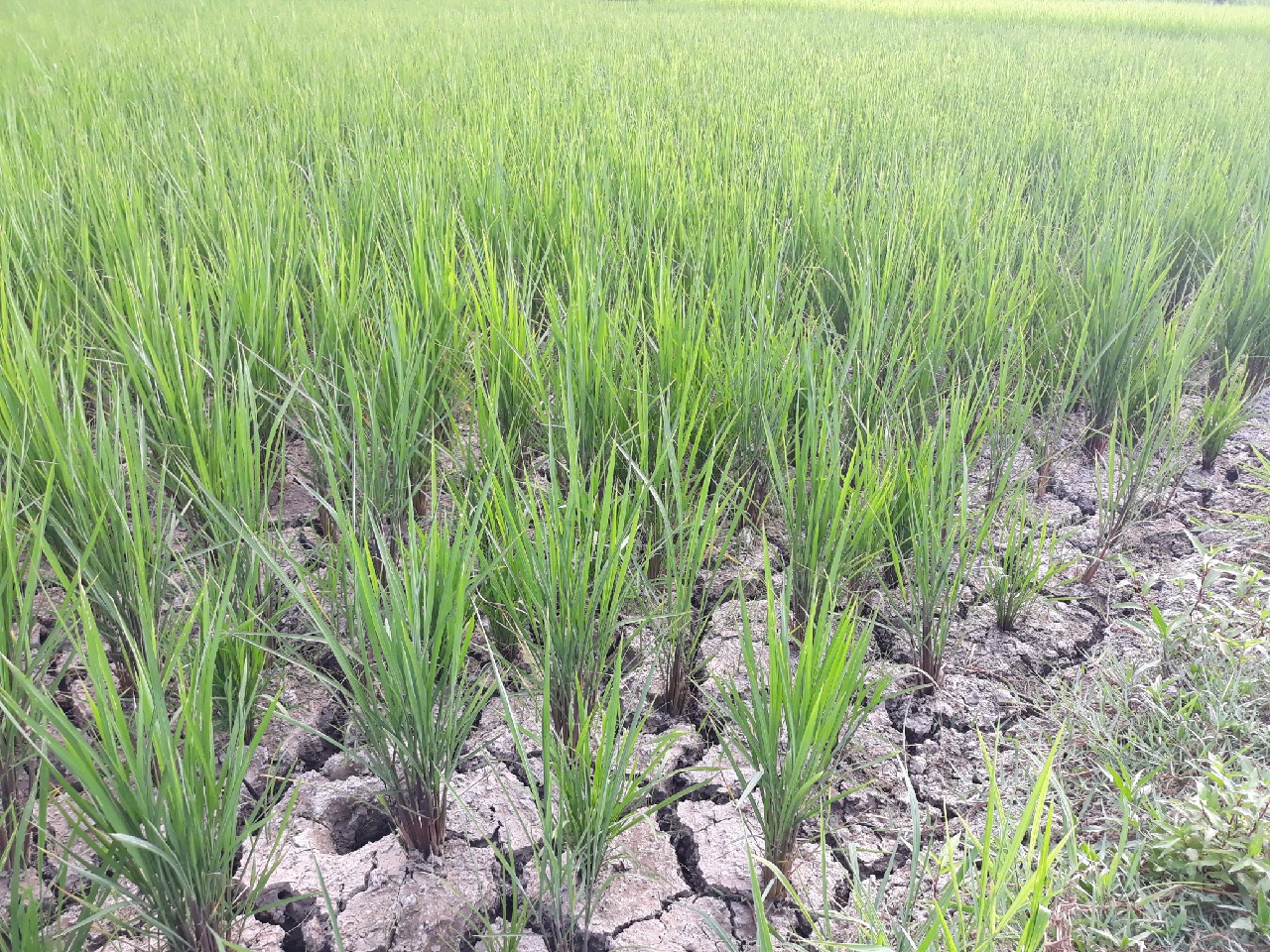 محصول قسمتی از شالیزارهای فومن در معرض نابودی محصول قسمتی از شالیزارهای فومن در معرض نابودی