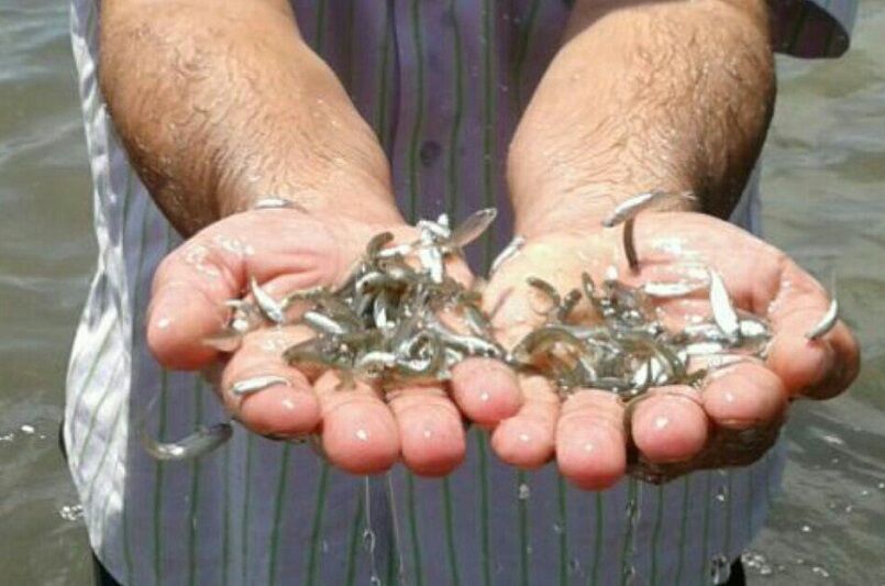 رهاسازی قطعه ماهی در دریاچه کارون سه رهاسازی قطعه ماهی در دریاچه کارون سه