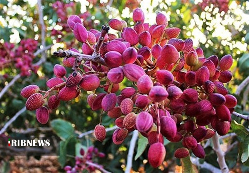 برداشت ۱۶ تن پسته از باغات کردستان برداشت ۱۶ تن پسته از باغات کردستان