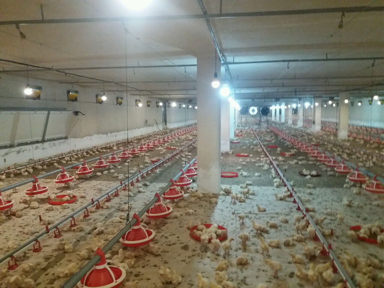 افزایش توان تولید مرغ در صومعه سرا