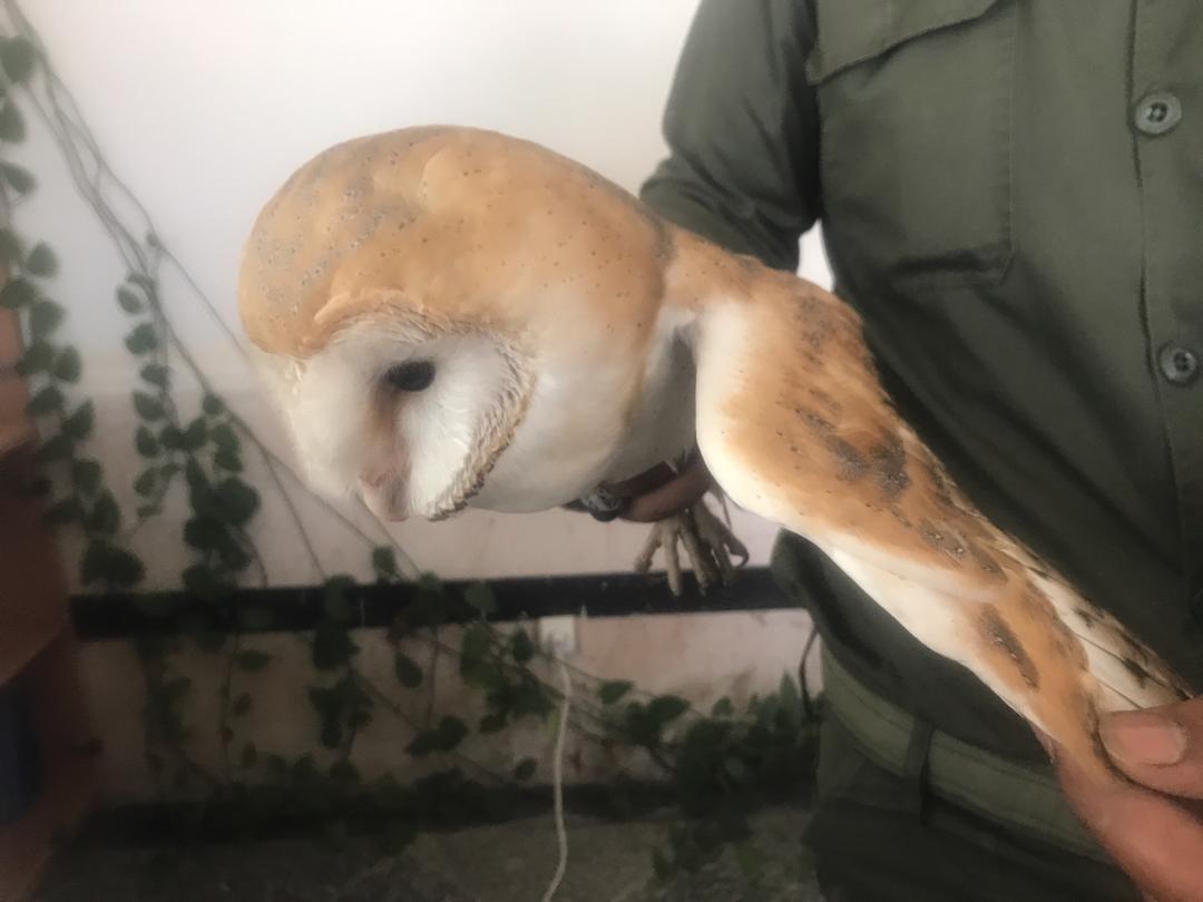 رهاسازی جغد انبار در پارک ملی دز رهاسازی جغد انبار در پارک ملی دز