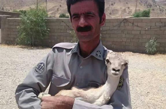 کشف یک راس بره وحشی از منزل شکارچی متخلف در ایلام کشف یک راس بره وحشی از منزل شکارچی متخلف در ایلام