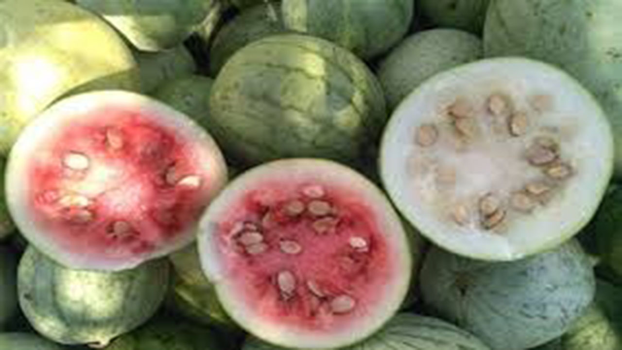 برداشت هندوانه دیم از مزارع کازرون برداشت هندوانه دیم از مزارع کازرون