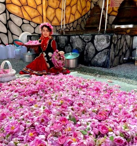 احیای قمصر خراسان با عطر گل و آبروی گلاب