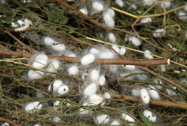 حمایت دولت از نوغانداران