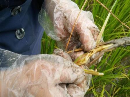 کاهش مصرف سم در شالیزارهای سوادکوه