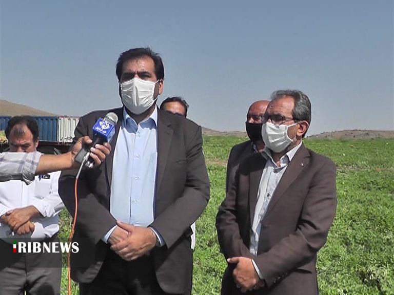 آغاز برداشت هندوانه از جالیز های  ارشق