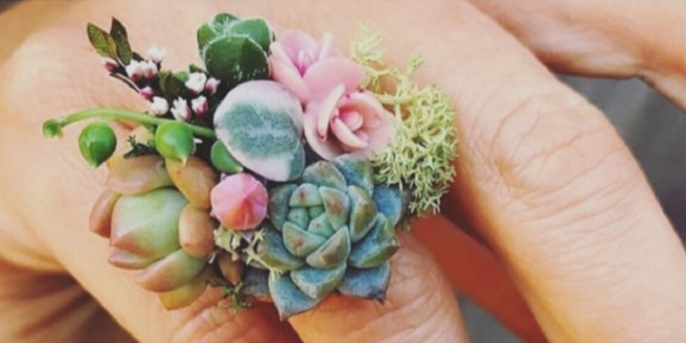 گیاهان همراه