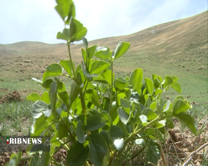 چهارمحال و بختیاری رویشگاه گیاهان دارویی + فیلم چهارمحال و بختیاری رویشگاه گیاهان دارویی + فیلم
