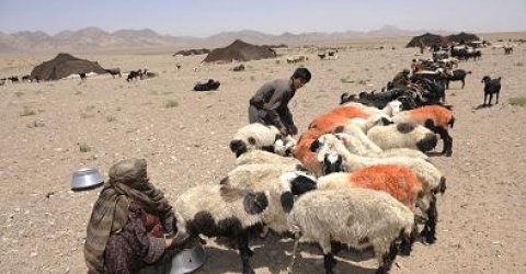 پرداخت ۶ میلیارد تومان تسهیلات به عشایر خراسان جنوبی