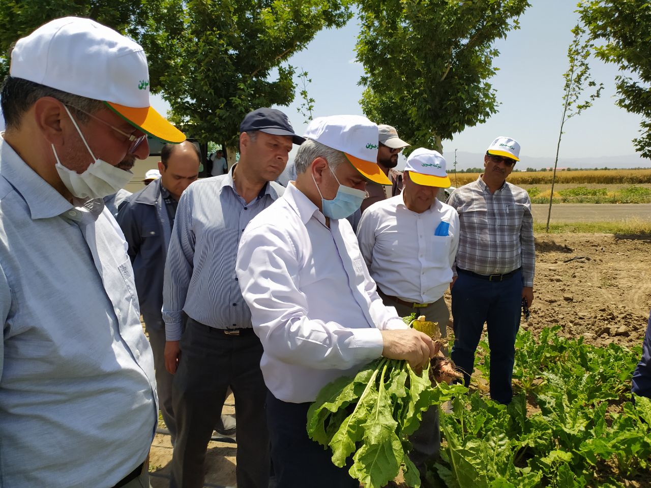 افزایش بیش از دو برابری کشت پائیزه چغندر قند در کشور