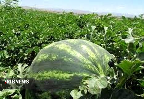 تلخ و شیرین های محصول آبدار و ناب تابستان. تلخ و شیرین های محصول آبدار و ناب تابستان.