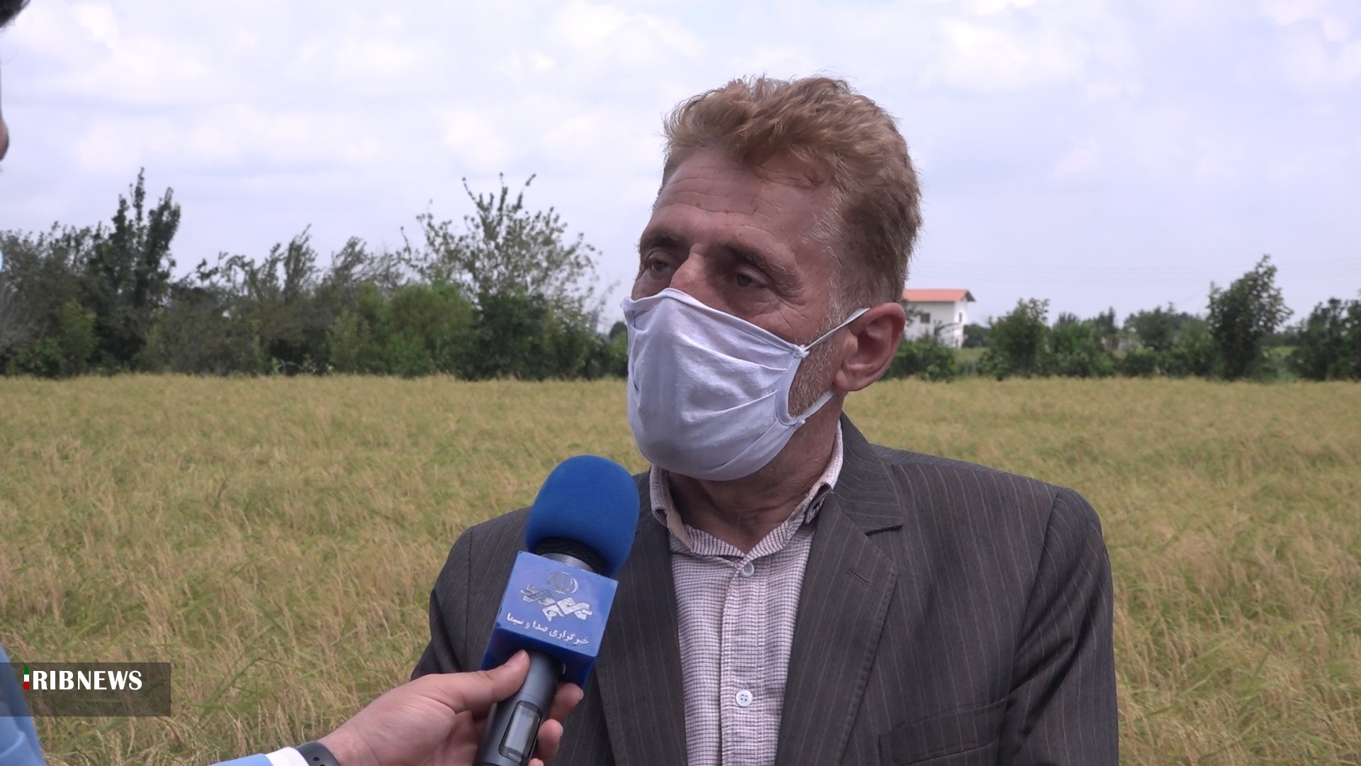 آغاز برداشت مکانیزه برنج در مازندران