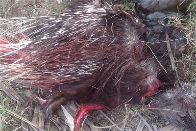 دستگیری شکارچیان یک گونه جونده کمیاب در دزفول