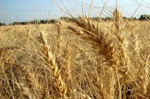 توزیع ۶ هزار تن گندم و جو بذری در خراسان رضوی توزیع ۶ هزار تن گندم و جو بذری در خراسان رضوی