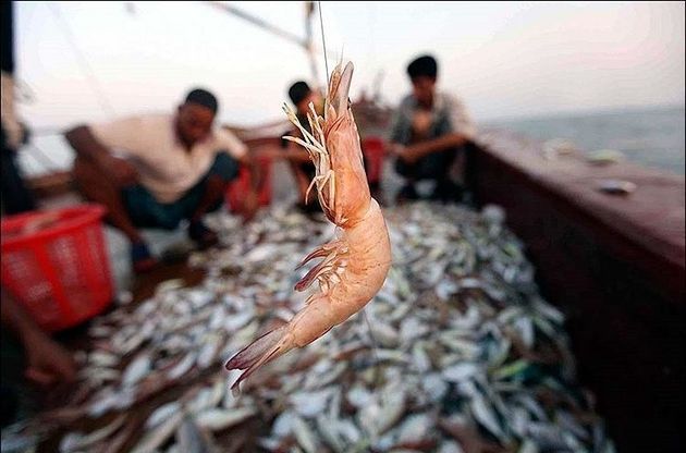 آزاد شدن صید میگوی ببری در بحرکان آزاد شدن صید میگوی ببری در بحرکان