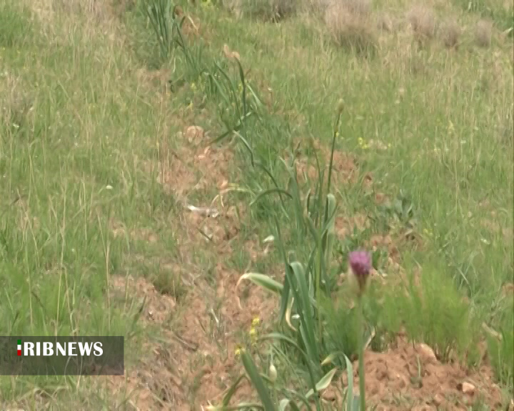 رونق کشت گیاهان دارویی در چهارمحال و بختیاری+ فیلم