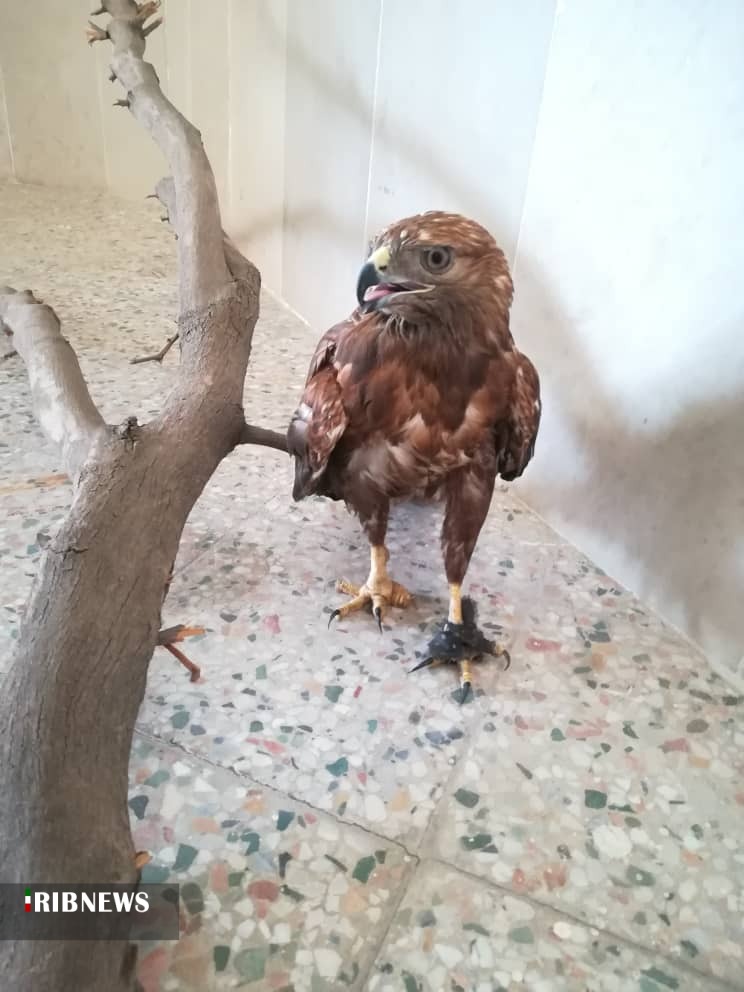 کشف و ضبط یک بهله پرنده شکاری در خانه‌ای در شوشتر