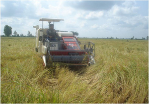 برداشت ۱۵ درصدی شلتوک در مازندران برداشت ۱۵ درصدی شلتوک در مازندران