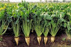 حملات قارچی به مزارع چغندر قند شیروان حملات قارچی به مزارع چغندر قند شیروان