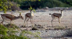 ۷۵۰ راس آهو در جزیره کیش ۷۵۰ راس آهو در جزیره کیش