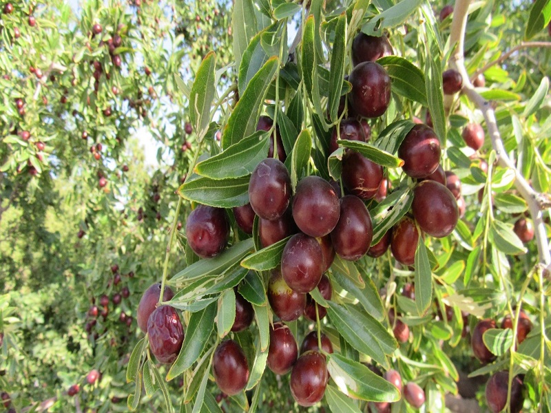 عناب نوبرانه خراسان جنوبی در راه بازار عناب نوبرانه خراسان جنوبی در راه بازار