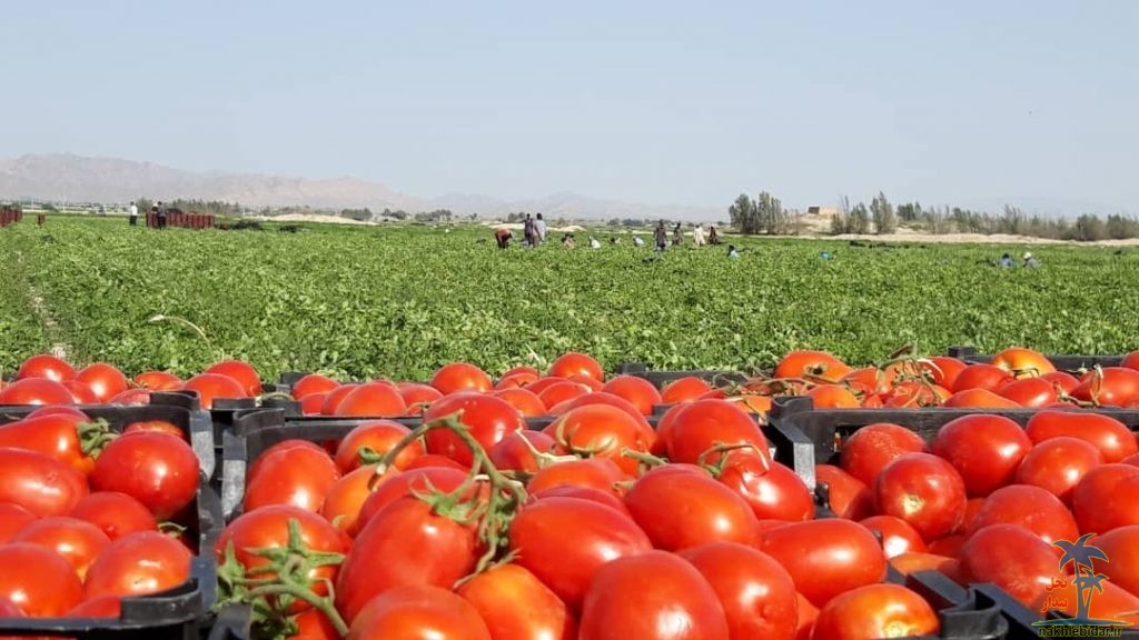 برداشت گوجه فرنگی از قطب تولید محصول برداشت گوجه فرنگی از قطب تولید محصول