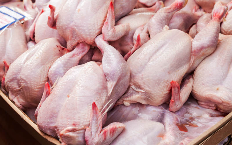 افزایش تولید مرغ در فومن