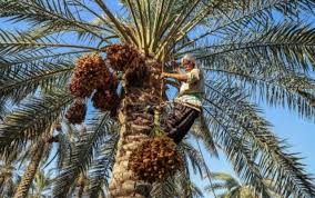 تسهیل فضای کسب و کار برای تولید کنندگان خرما در خوزستان